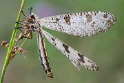 Libellenaehnliche Ameisenjungfer - Palpares libelloides