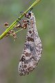 Libellenaehnliche Ameisenjungfer - Palpares libelloides