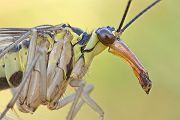 Gemeine Skorpionsfliege - Panorpa communis - Weibchen - Grimma - Sachsen - Muldental