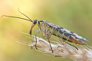 Gemeine Skorpionsfliege - Panorpa communis - Weibchen - Grimma - Sachsen - Muldental