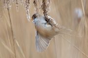 Bartmeise - Panurus biarmicus, Weibchen, Maennchen, Bartmeisen in Sachsen, Schilfgebiet, Schilf, Schilfsamen, Panurus biarmicus