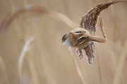 Bartmeise - Panurus biarmicus, Weibchen, Maennchen, Bartmeisen in Sachsen, Schilfgebiet, Schilf, Schilfsamen, Panurus biarmicus