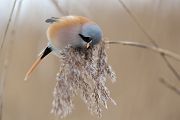 Bartmeise - Panurus biarmicus, Weibchen, Maennchen, Bartmeisen in Sachsen, Schilfgebiet, Schilf, Schilfsamen, Panurus biarmicus