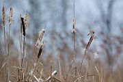 Bartmeise - Panurus biarmicus, Weibchen, Maennchen, Bartmeisen in Sachsen, Schilfgebiet, Schilf, Schilfsamen, Panurus biarmicus