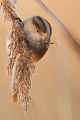 Bartmeise - Panurus biarmicus, Weibchen, Maennchen, Bartmeisen in Sachsen, Schilfgebiet, Schilf, Schilfsamen, Panurus biarmicus