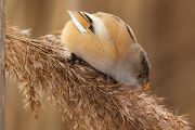 Bartmeise - Panurus biarmicus, Weibchen, Maennchen, Bartmeisen in Sachsen, Schilfgebiet, Schilf, Schilfsamen, Panurus biarmicus
