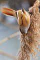 Bartmeise - Panurus biarmicus, Weibchen, Maennchen, Bartmeisen in Sachsen, Schilfgebiet, Schilf, Schilfsamen, Panurus biarmicus