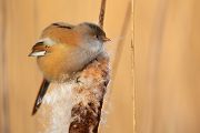 Bartmeise - Panurus biarmicus, Weibchen, Maennchen, Bartmeisen in Sachsen, Schilfgebiet, Schilf, Schilfsamen, Panurus biarmicus