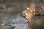Bartmeise - Panurus biarmicus, Weibchen, Maennchen, Bartmeisen in Sachsen, Schilfgebiet, Schilf, Schilfsamen, Panurus biarmicus
