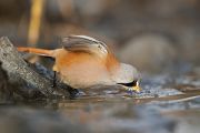 Bartmeise - Panurus biarmicus, Weibchen, Maennchen, Bartmeisen in Sachsen, Schilfgebiet, Schilf, Schilfsamen, Panurus biarmicus