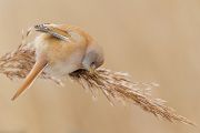 Bartmeise - Panurus biarmicus, Weibchen, Maennchen, Bartmeisen in Sachsen, Schilfgebiet, Schilf, Schilfsamen, Panurus biarmicus
