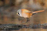 Bartmeise - Panurus biarmicus, Weibchen, Maennchen, Bartmeisen in Sachsen, Schilfgebiet, Schilf, Schilfsamen, Panurus biarmicus