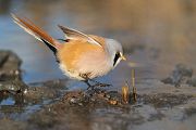 Bartmeise - Panurus biarmicus, Weibchen, Maennchen, Bartmeisen in Sachsen, Schilfgebiet, Schilf, Schilfsamen, Panurus biarmicus