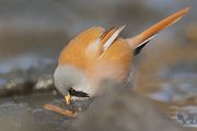 Bartmeise - Panurus biarmicus, Weibchen, Maennchen, Bartmeisen in Sachsen, Schilfgebiet, Schilf, Schilfsamen, Panurus biarmicus