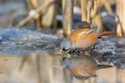 Bartmeise - Panurus biarmicus, Weibchen, Maennchen, Bartmeisen in Sachsen, Schilfgebiet, Schilf, Schilfsamen, Panurus biarmicus