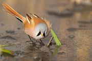 Bartmeise - Panurus biarmicus, Weibchen, Maennchen, Bartmeisen in Sachsen, Schilfgebiet, Schilf, Schilfsamen, Panurus biarmicus