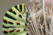 Raupe des Schwalbenschwanzes - Papilio machaon - an Wilder Moehre