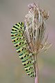 Raupe des Schwalbenschwanzes - Papilio machaon - an Wilder Moehre