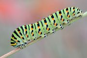 Raupe des Schwalbenschwanzes - Papilio machaon 
