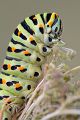 Raupe des Schwalbenschwanzes - Papilio machaon 