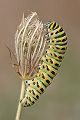 Raupe des Schwalbenschwanzes - Papilio machaon 