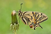Frisch geschlüpfter Schwalbenschwanz - Papilio machaon Ritterfalter, Falter, Sachsen Schmetterlinge 