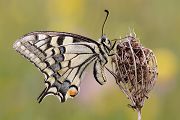Schwalbenschwanz - Papilio machaon Ritterfalter, Falter, Sachsen Schmetterlinge 
