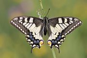 Schwalbenschwanz - Papilio machaon Ritterfalter, Falter, Sachsen Schmetterlinge  Grimma Muldental
