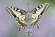 Frisch geschlüpfter Schwalbenschwanz - Papilio machaon Ritterfalter, Falter, Sachsen Schmetterlinge, Grimma Muldental