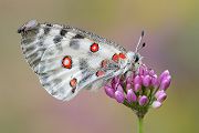 Roter Apollo - Parnassius apollo Suedtirol Italien Meraner Hoehenweg Giggelberg Monferthof Ritterfalter Falter Schmetterlinge 