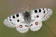 Roter Apollo - Parnassius apollo Suedtirol Italien Meraner Hoehenweg Giggelberg Monferthof Ritterfalter Falter Schmetterlinge 