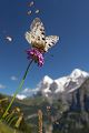 Roter Apollo - Parnassius apollo Schweiz, Berner Oberland, Muerren, Ritterfalter, Falter Schmetterlinge 