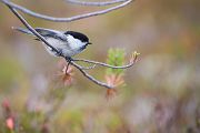 Weidenmeise - Parus montanus, Meise, Singvogel, Paridae, Poecile, Skandinavien