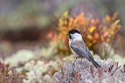 Weidenmeise - Parus montanus, Meise, Singvogel, Paridae, Poecile, Skandinavien