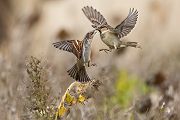 Haussperling - Passer domesticus, Sperling, Spatz, Singvogel, Muldental, Weibchen, Männchen, Grimma, Sachsen, Vogel, Voegel, Singvoegel, Passeri, Passeridae, Passer, Bluehstreifen