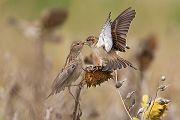 Haussperling - Passer domesticus, Sperling, Spatz, Singvogel, Muldental, Weibchen, Männchen, Grimma, Sachsen, Vogel, Bluehstreifen, Voegel, Singvoegel, Passeri, Passeridae, Passer