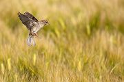 Haussperling - Passer domesticus, Sperling, Spatz, Singvogel, Muldental, Weibchen, Männchen, Grimma, Sachsen, Vogel, Bluehstreifen, Voegel, Singvoegel, Passeri, Passeridae, Passer