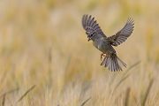 Haussperling - Passer domesticus, Sperling, Spatz, Singvogel, Muldental, Weibchen, Männchen, Grimma, Sachsen, Vogel, Bluehstreifen, Voegel, Singvoegel, Passeri, Passeridae, Passer