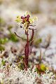 Lapplaendisches Laeusekraut - Pedicularis lapponica