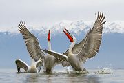 Krauskopfpelikane - Pelecanus crispus Dalmatian pelican Ruderfueßer Pelikane Voegel Kerkini Griechenland Groeßter Pelikan in Europa