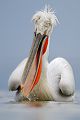 Krauskopfpelikan - Pelecanus crispus Dalmatian pelican Ruderfueßer Pelikane Voegel Kerkini Griechenland Groeßter Pelikan in Europa