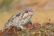 Knoblauchkroete - Pelobates fuscus Grimma Sachsen Muldental Froschlurch Lurche Kroetenfroesche