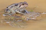 Knoblauchkroete - Pelobates fuscus Grimma Sachsen Muldental Froschlurch Lurche Kroetenfroesche