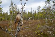 Unglueckshaeher, Haeher, Perisoreus, Perisoreus infaustus, Rabenvogel, 
Sperlingsvogel, neugierig, gesellig, Passeri