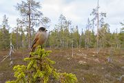 Unglueckshaeher, Haeher, Perisoreus, Perisoreus infaustus, Rabenvogel, 
Sperlingsvogel, neugierig, gesellig, Passeri