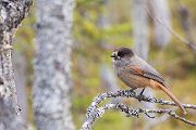Unglueckshaeher, Haeher, Perisoreus, Perisoreus infaustus, Rabenvogel, 
Sperlingsvogel, neugierig, gesellig, Passeri