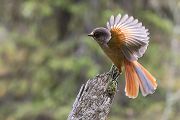 Unglueckshaeher, Haeher, Perisoreus, Perisoreus infaustus, Rabenvogel, 
Sperlingsvogel, neugierig, gesellig, Passeri
