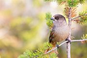 Unglueckshaeher, Haeher, Perisoreus, Perisoreus infaustus, Rabenvogel, 
Sperlingsvogel, neugierig, gesellig, Passeri