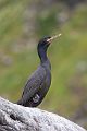 Kraehenscharbe - Phalacrocorax Aristotelis, Kormorane, Ruderfueßer, Runde,  Phalacrocorax 