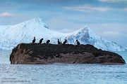 Phalacrocorax aristotelis, Kraehenscharbe, Norwegen,  Kormorane, Ruderfueßer
